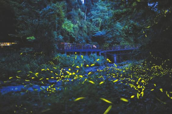 萤火虫闪烁的夜晚